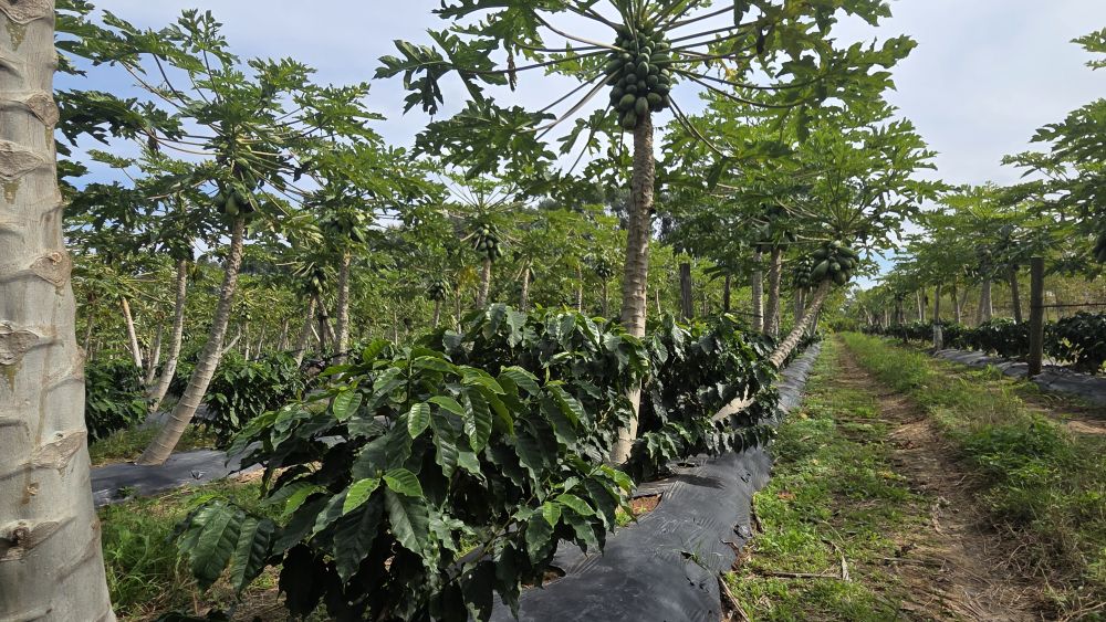 Corrientes avanza con una experiencia pionera de café